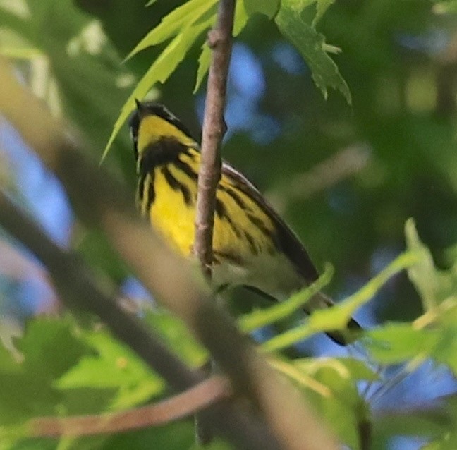 Magnolia Warbler - ML99619371