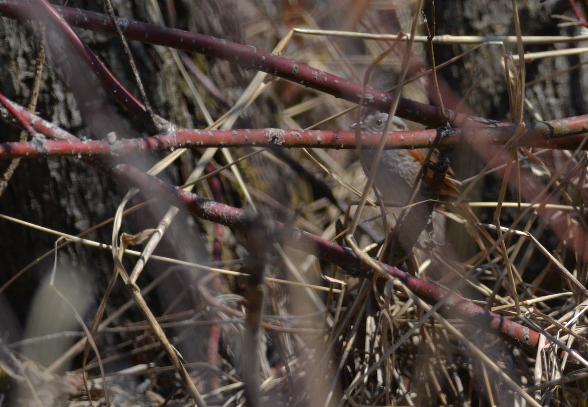 Swamp Sparrow - ML99621211