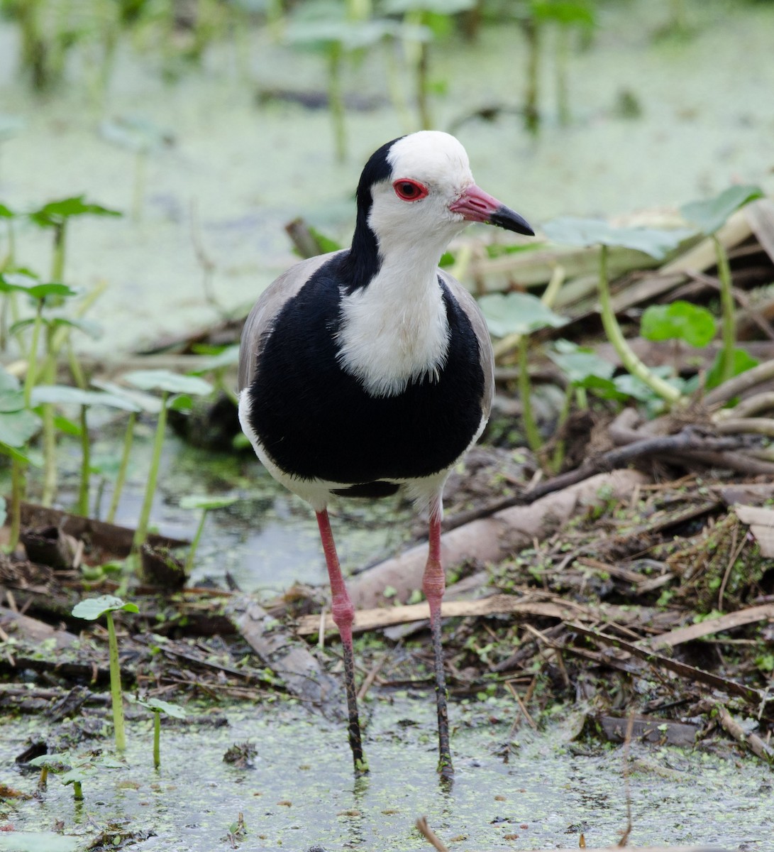 Long-toed Lapwing - Simon Carter