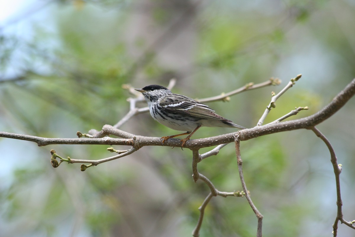 Blackpoll Warbler - ML99622601