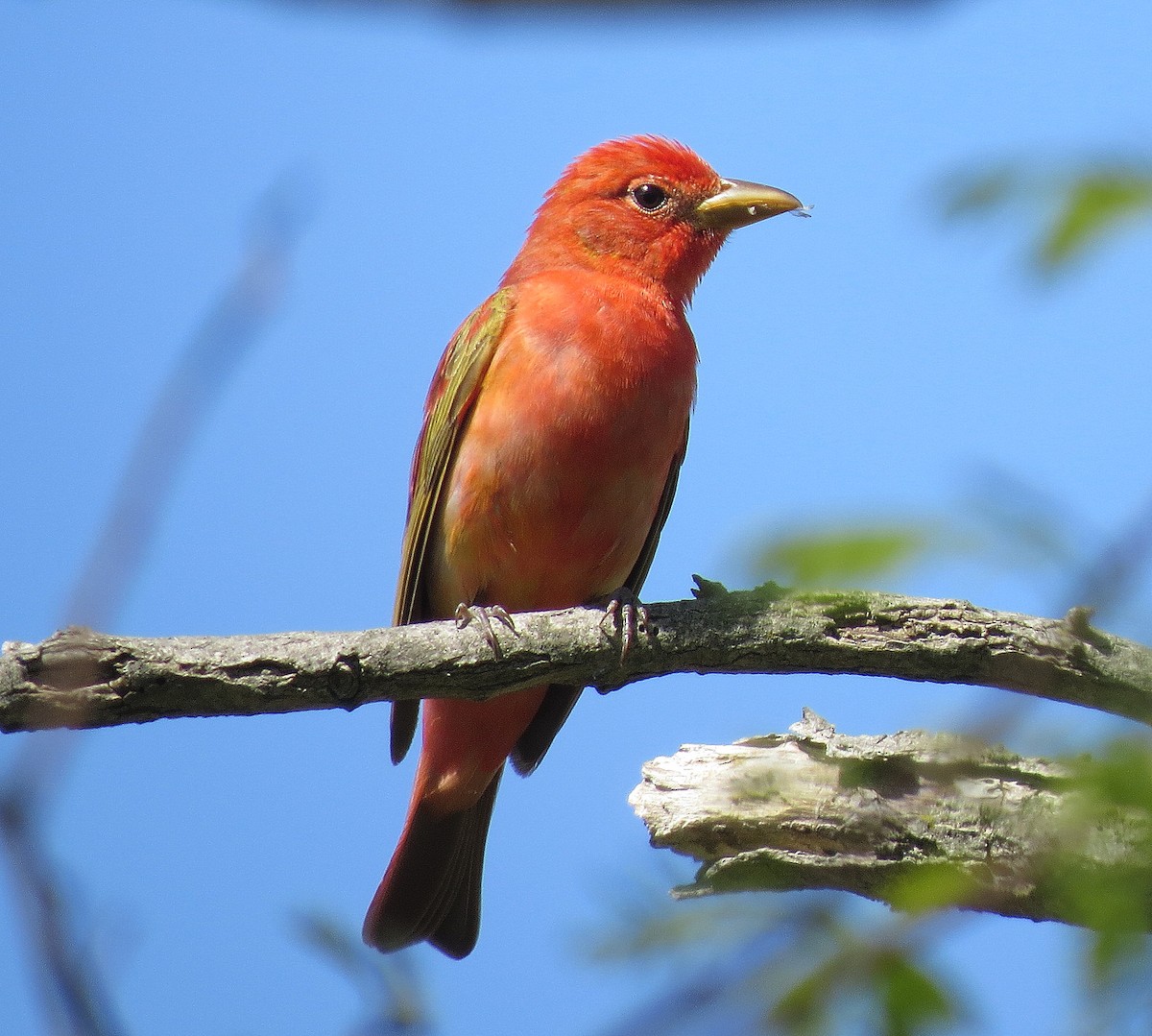 Summer Tanager - Tom Boyle