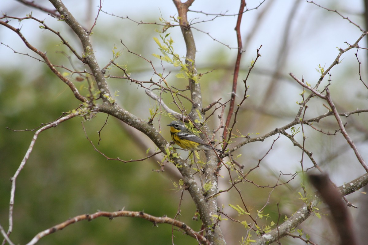 Magnolia Warbler - ML99623651