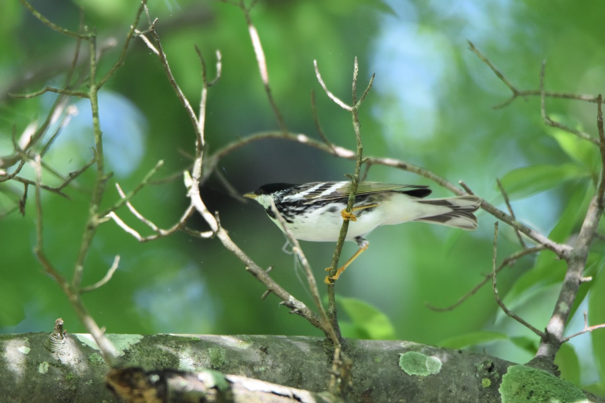 Blackpoll Warbler - ML99624361