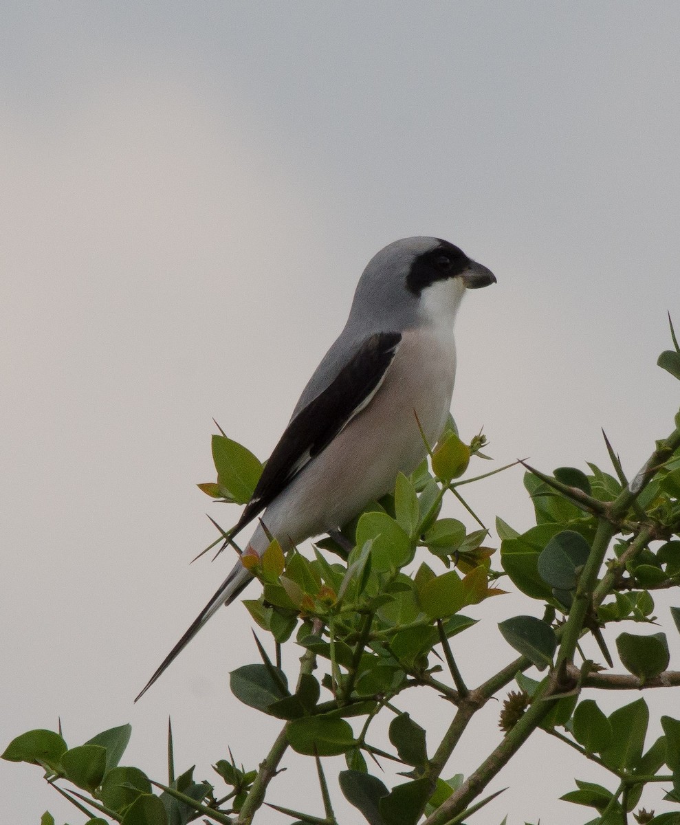 Lesser Gray Shrike - ML99624491