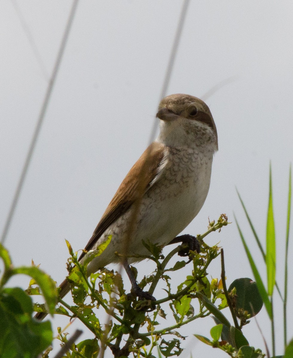 Red-backed Shrike - ML99624581