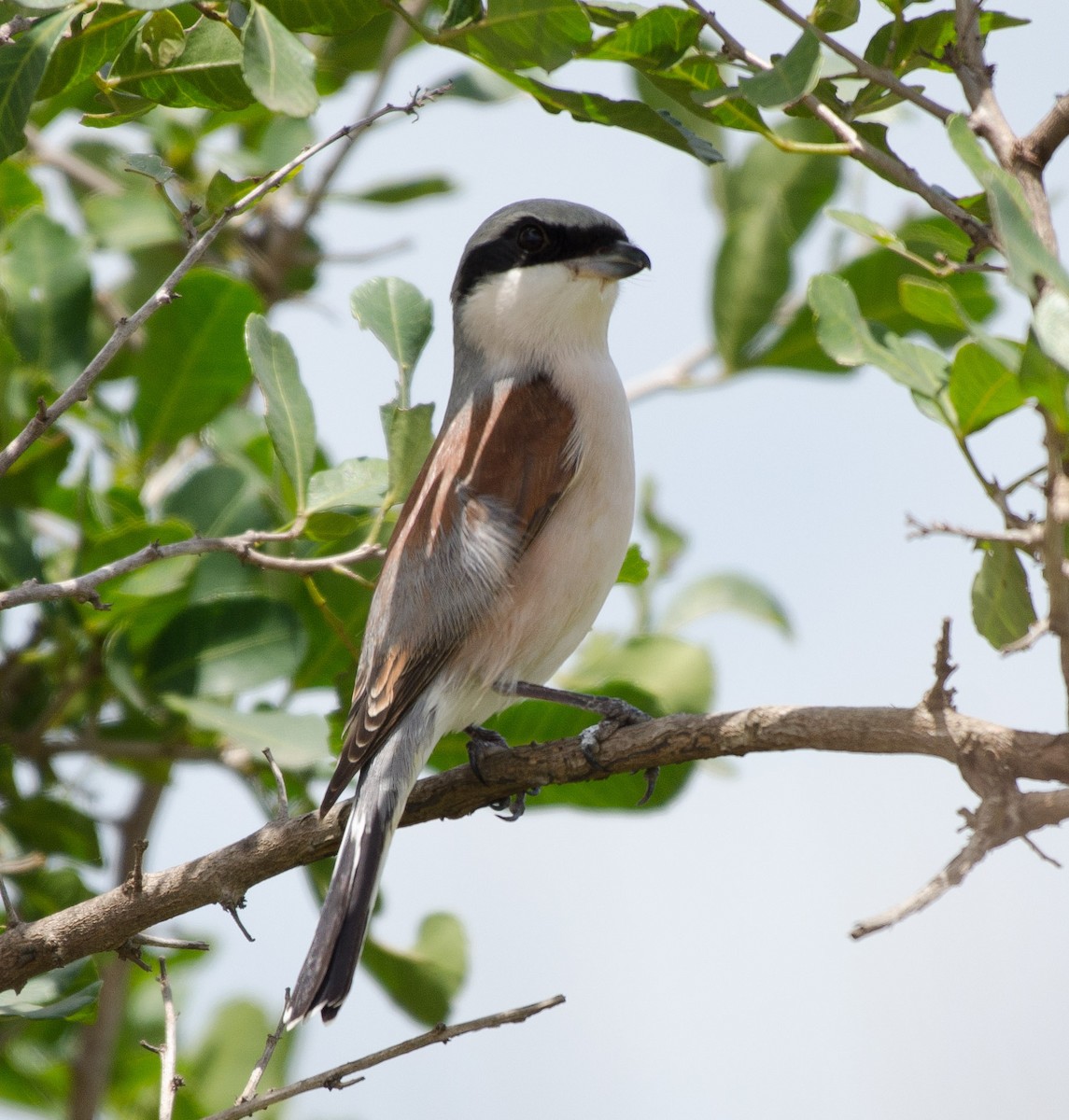 Red-backed Shrike - Simon Carter