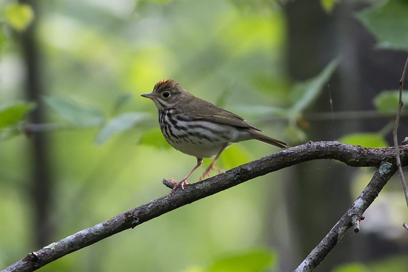 Ovenbird - Martin Wall