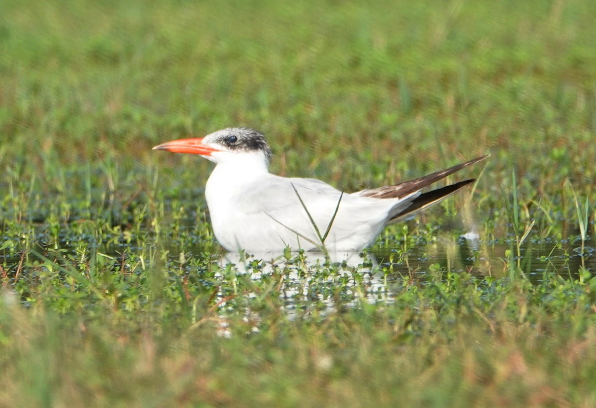 Caspian Tern - Kathie Rosse