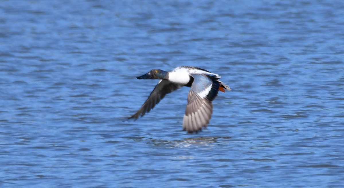 Northern Shoveler - ML99627571