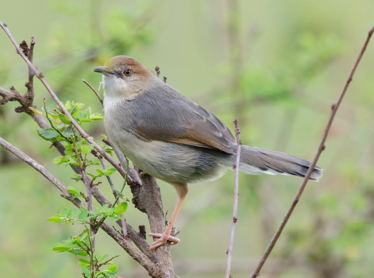 Singing Cisticola - ML99627971