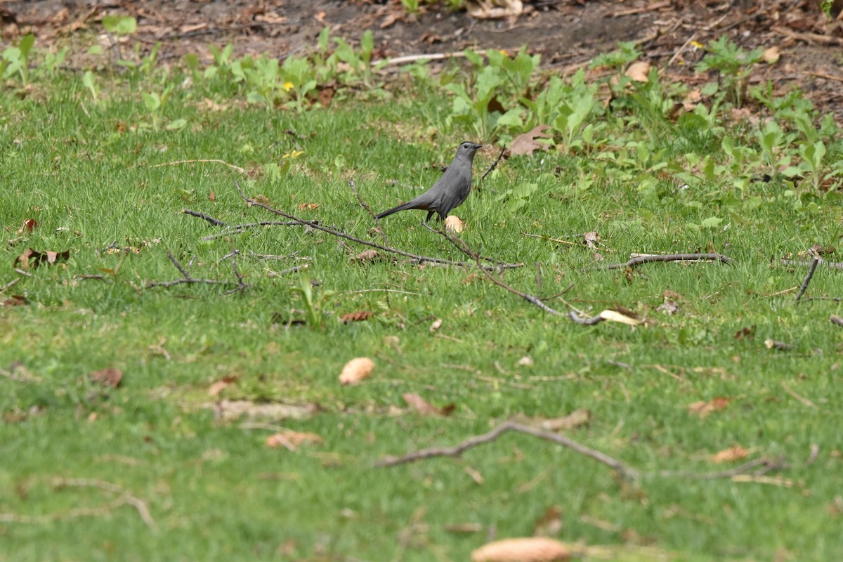 Gray Catbird - ML99628211