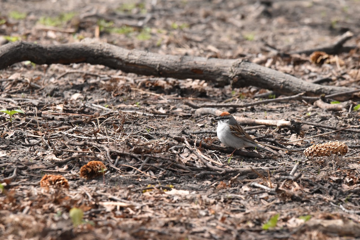 Chipping Sparrow - ML99628501