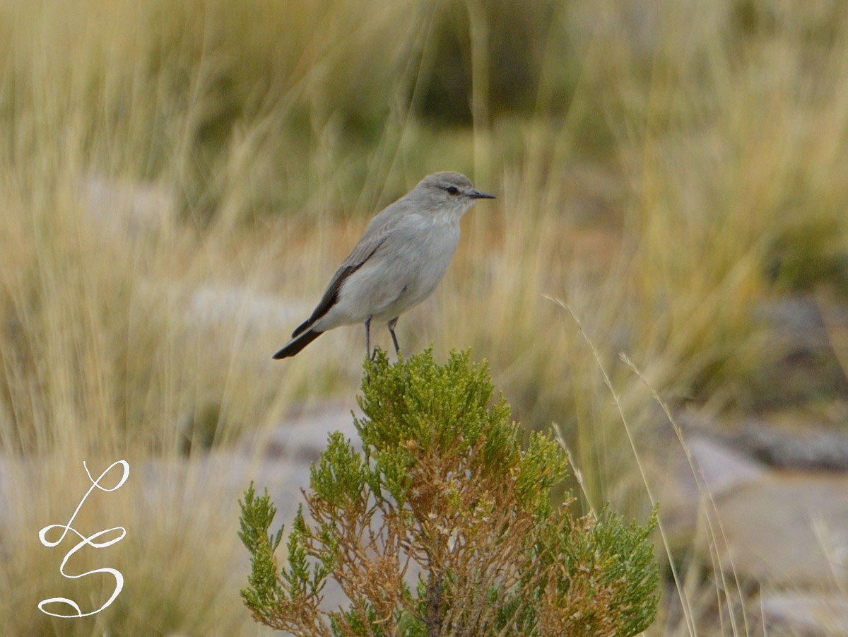 Puna Ground-Tyrant - Luis Fernandez