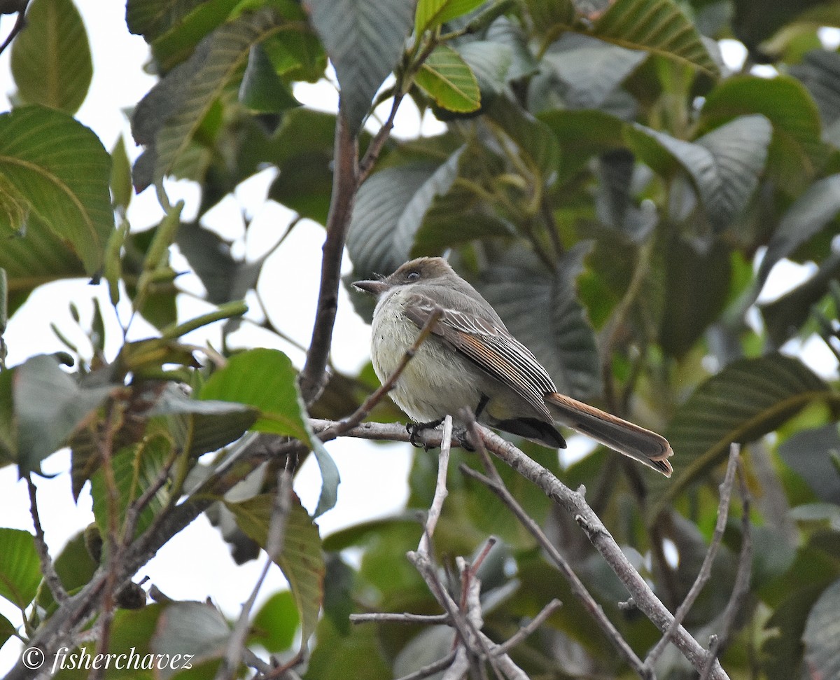 Swainson's Flycatcher - Fisher Chavez - COAP-CUSCO Tunkiwasi lodge.