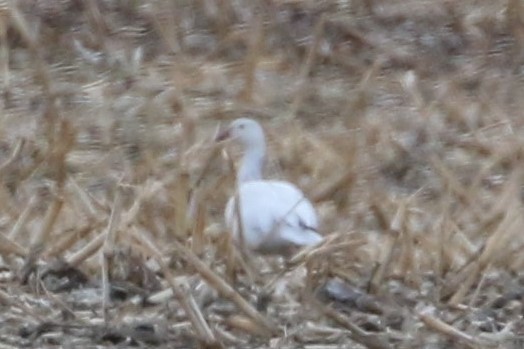 Snow Goose - ML99632951