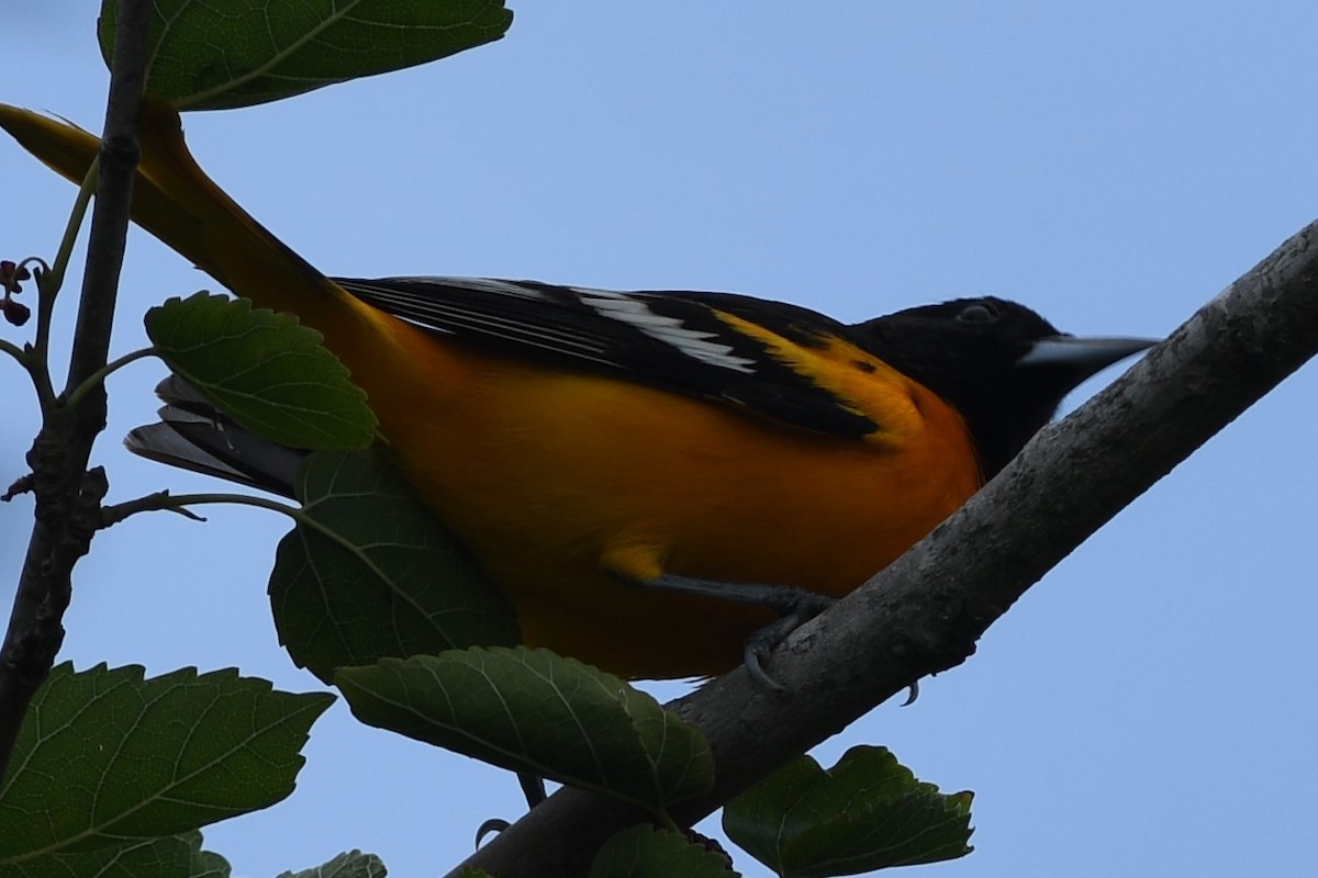 Baltimore Oriole - Dawn Abbott