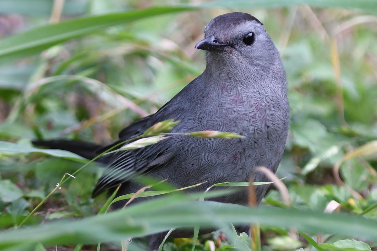 Gray Catbird - ML99633231