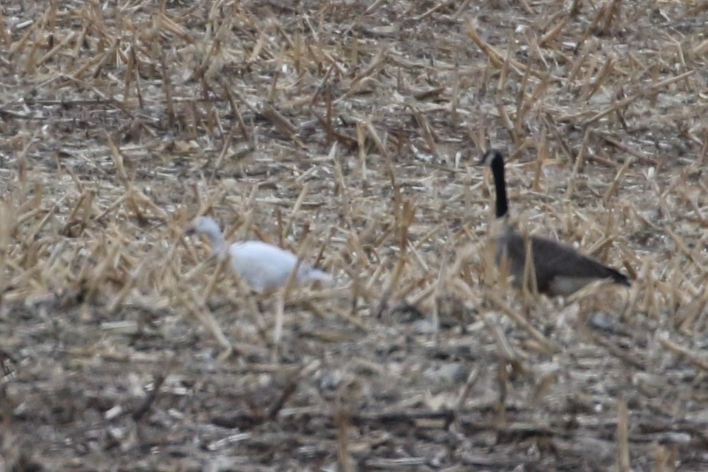 Snow Goose - ML99633481