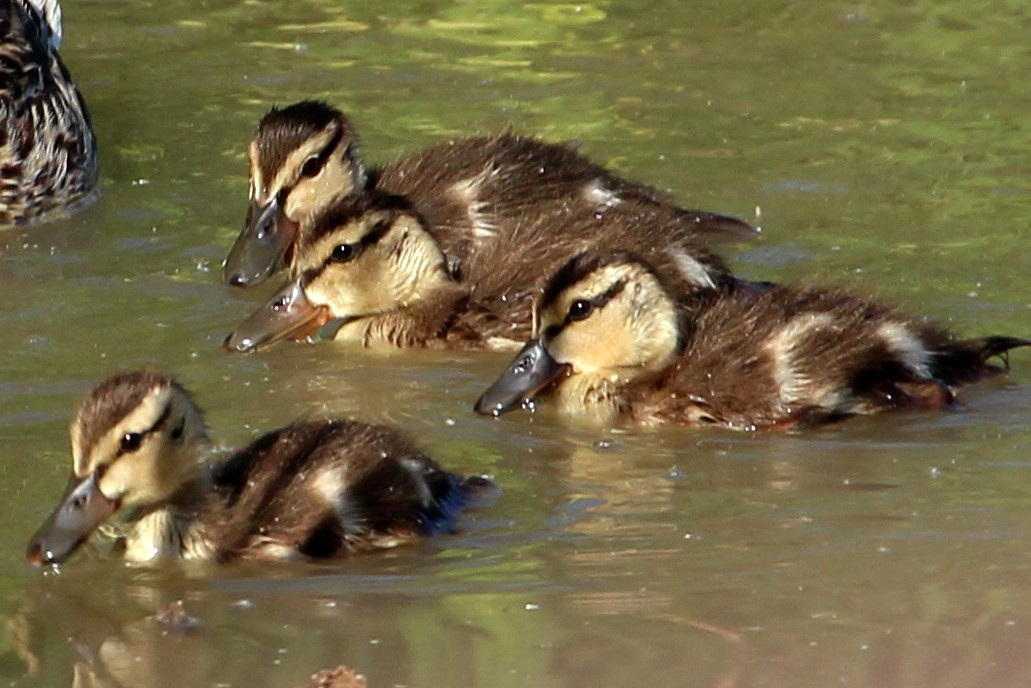 Canard colvert - ML99636111