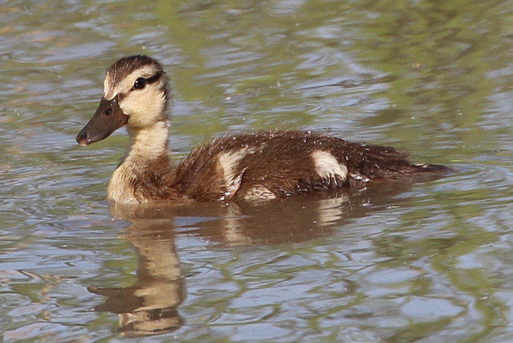 マガモ - ML99636131