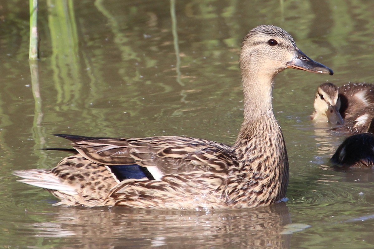 Mallard - ML99636251