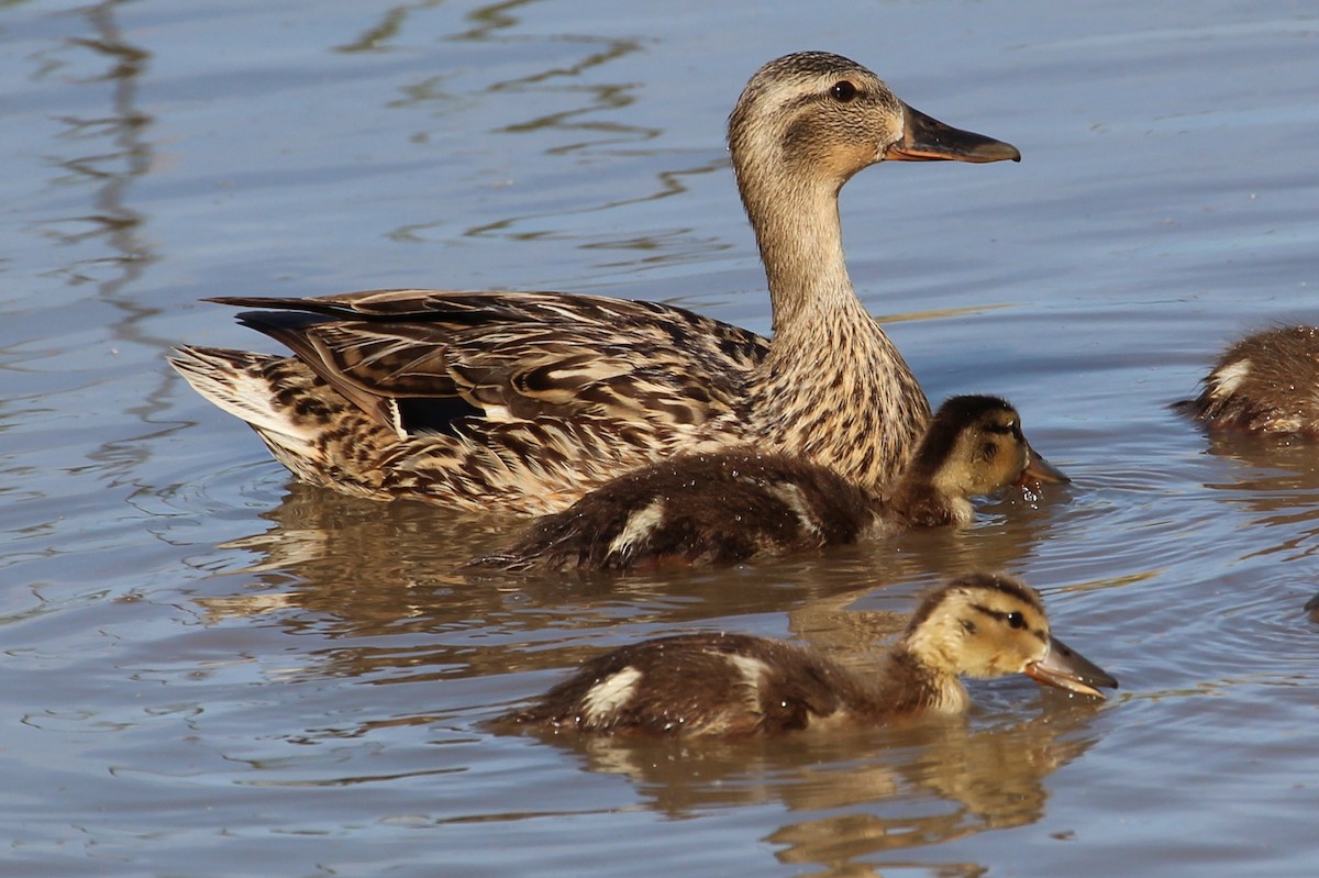 Mallard - ML99636351