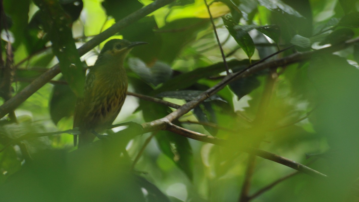 Macleay's Honeyeater - Diana Flora Padron Novoa