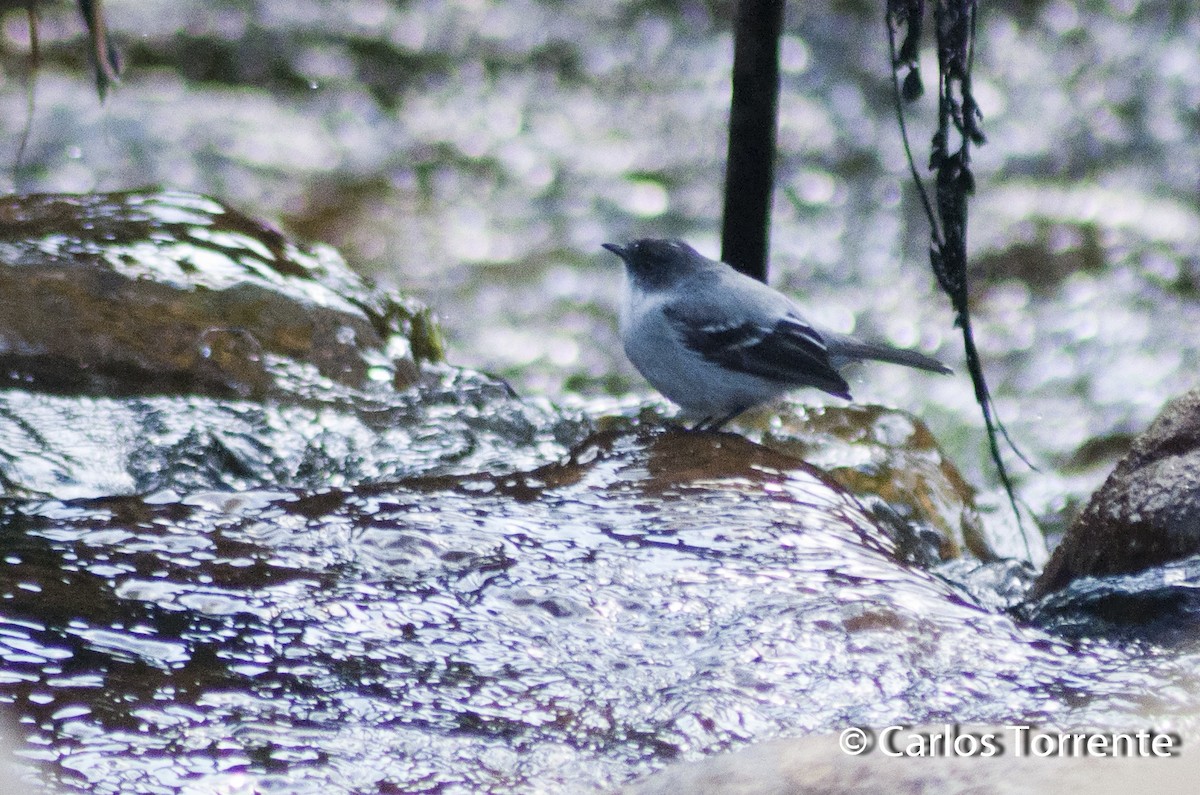 Torrent Tyrannulet - Carlos Torrente