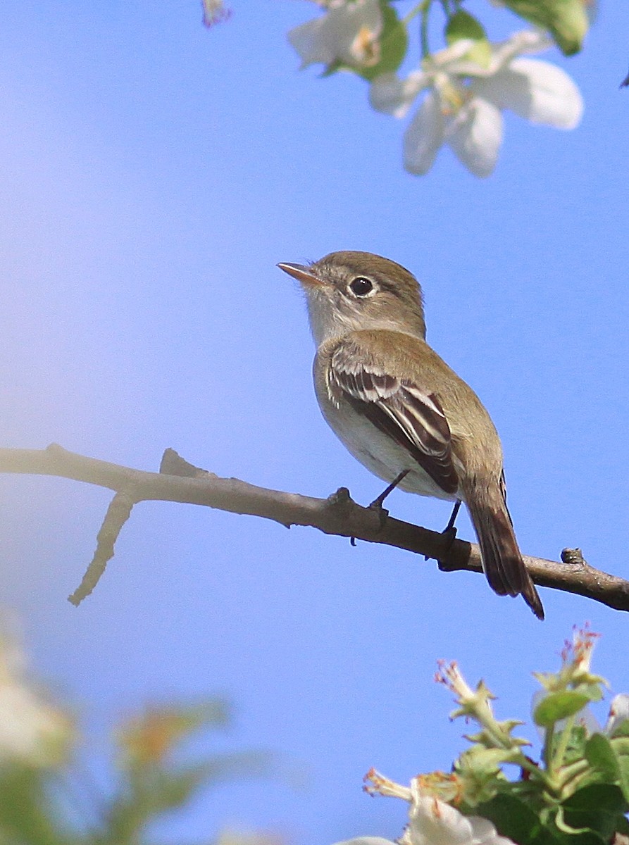 Least Flycatcher - Rufus Wareham