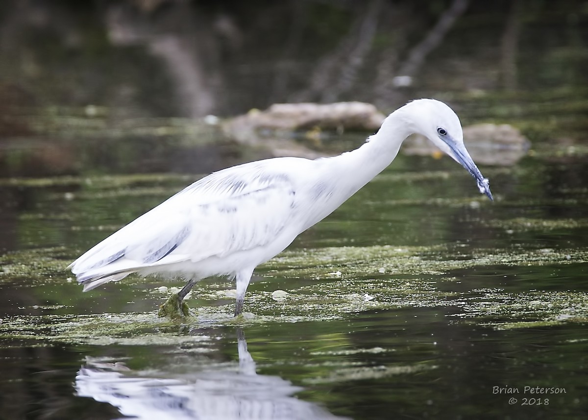 Little Blue Heron - Brian Peterson