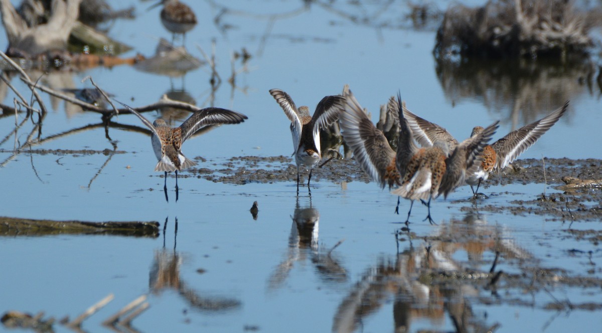 Dunlin - ML99644121