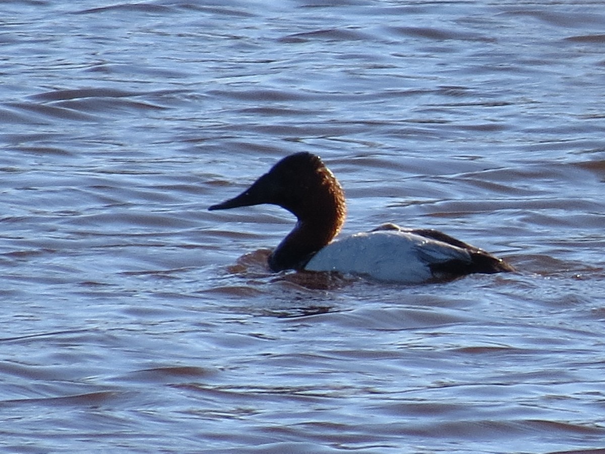 Canvasback - ML99645451