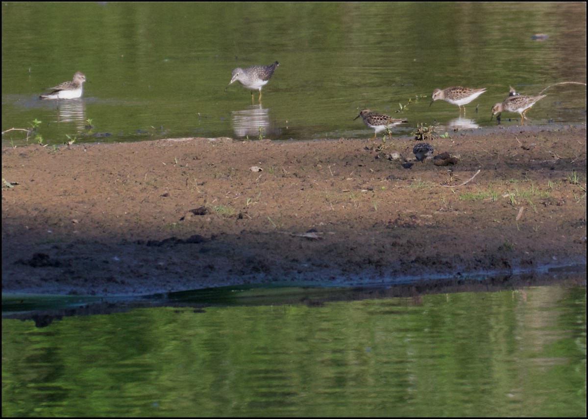 Pectoral Sandpiper - Niki Robertson