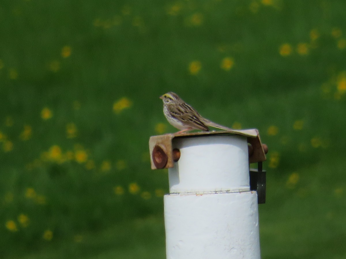 Savannah Sparrow - William Kuk