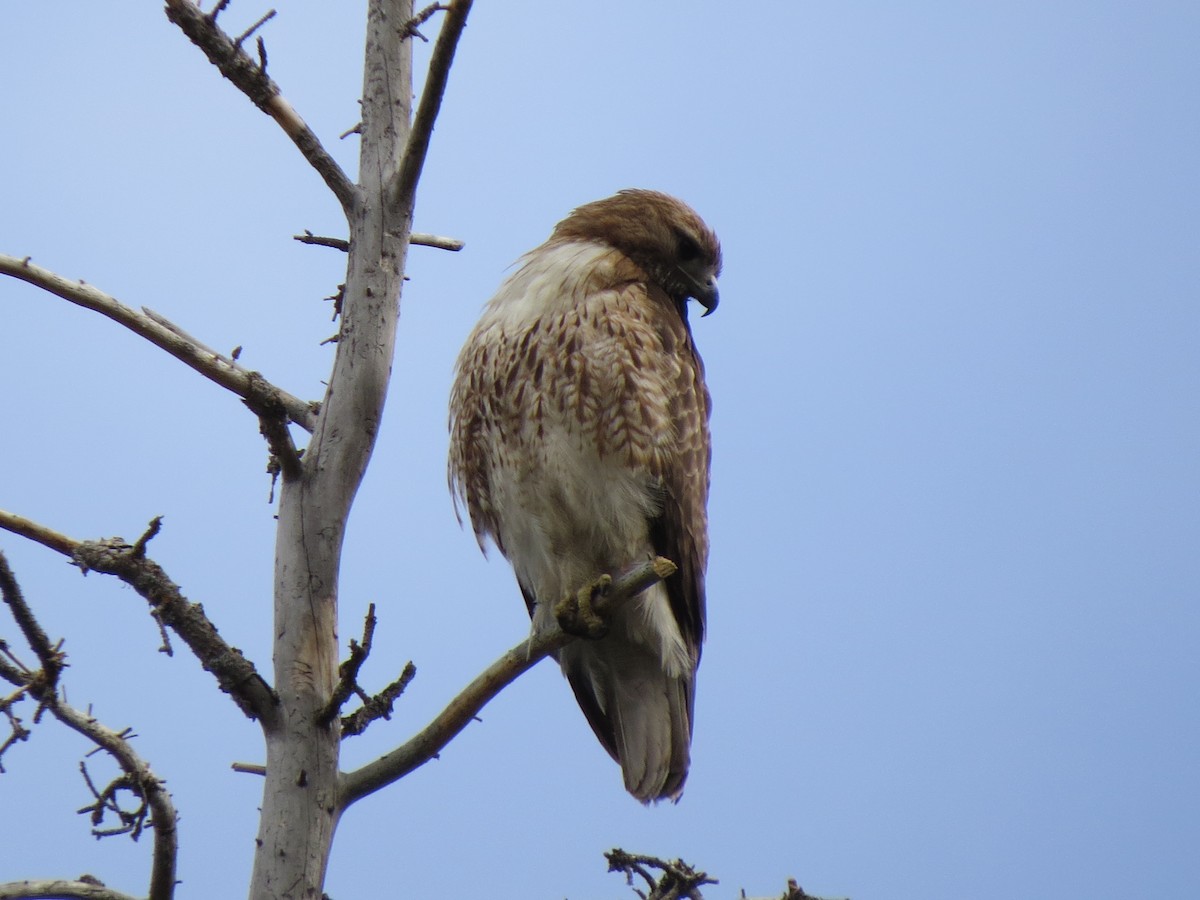 Red-tailed Hawk - BEN BAILEY