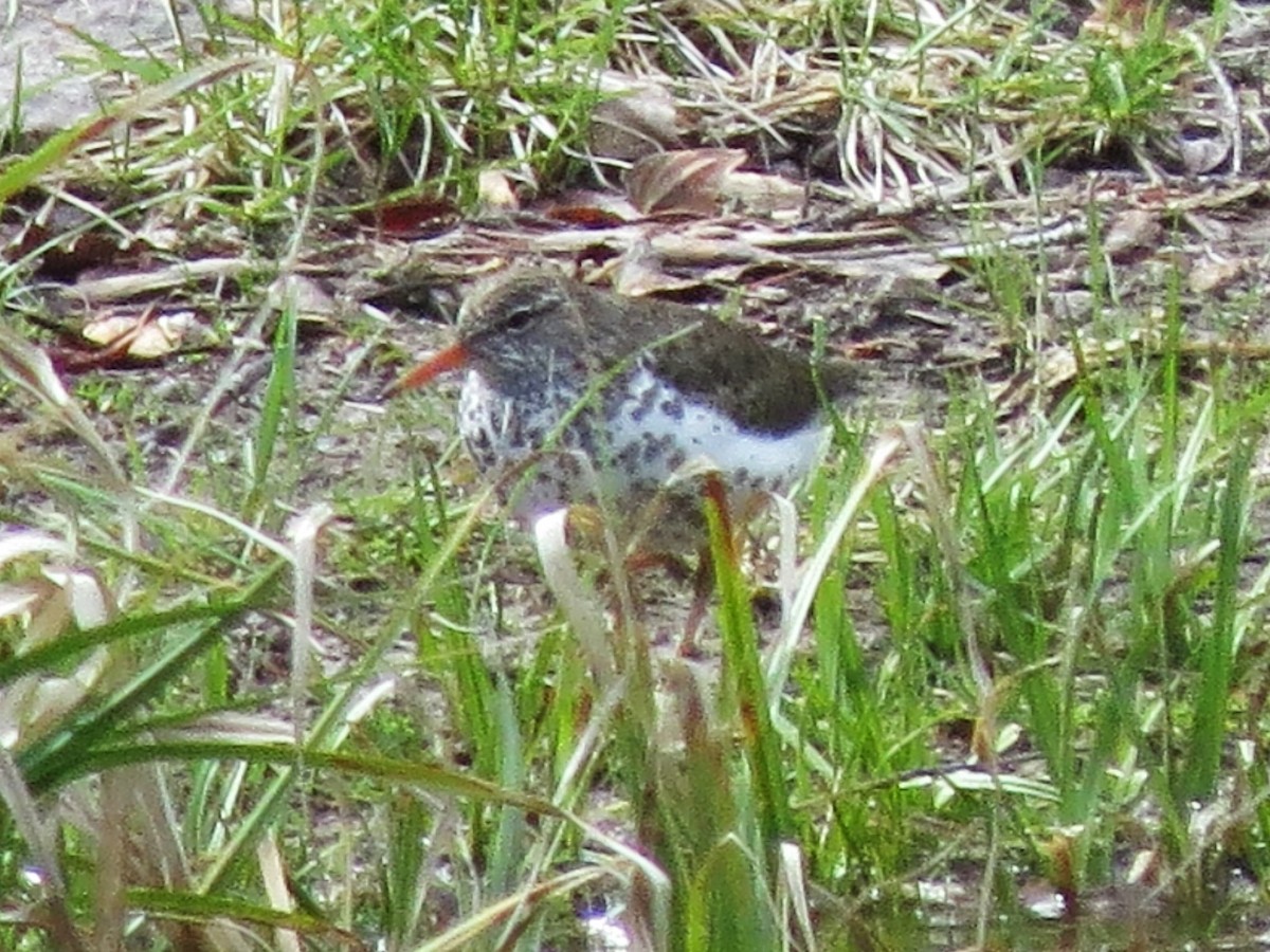 Spotted Sandpiper - BEN BAILEY