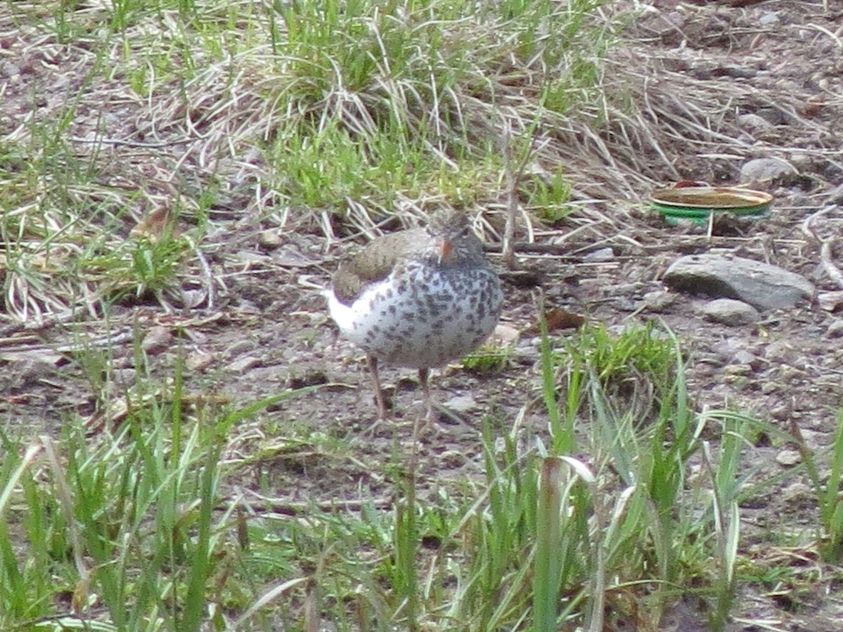 Spotted Sandpiper - BEN BAILEY