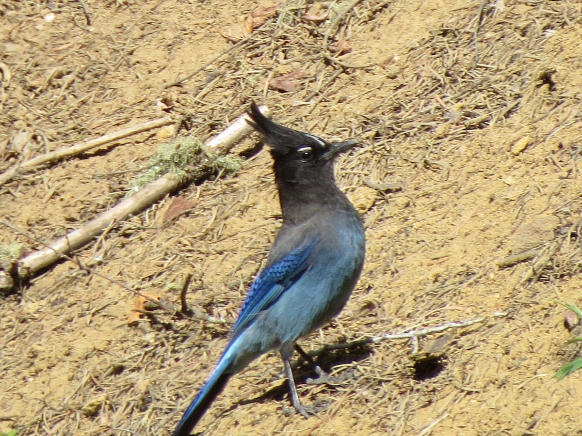 Steller's Jay - ML99646911