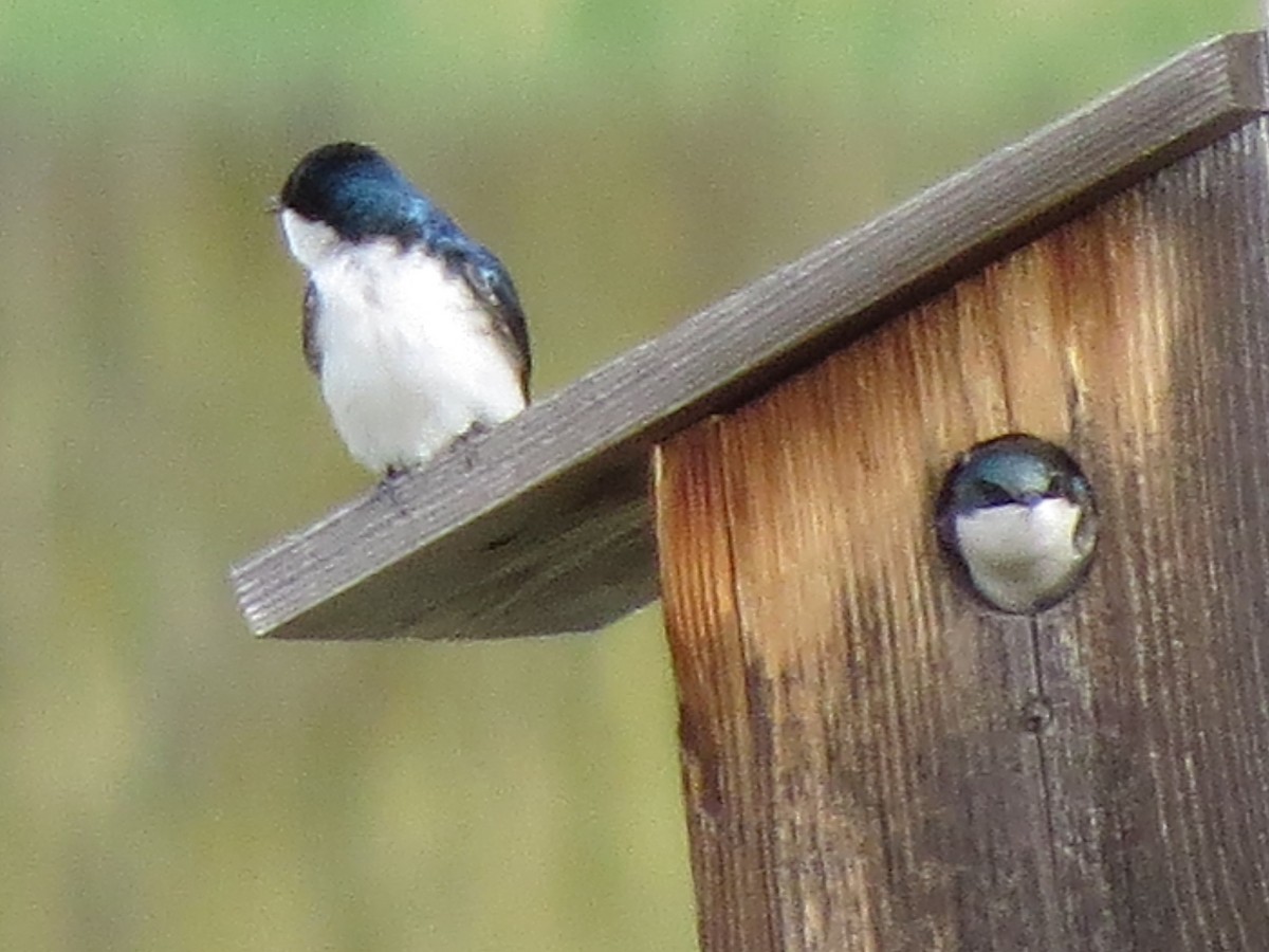 Golondrina Bicolor - ML99647091