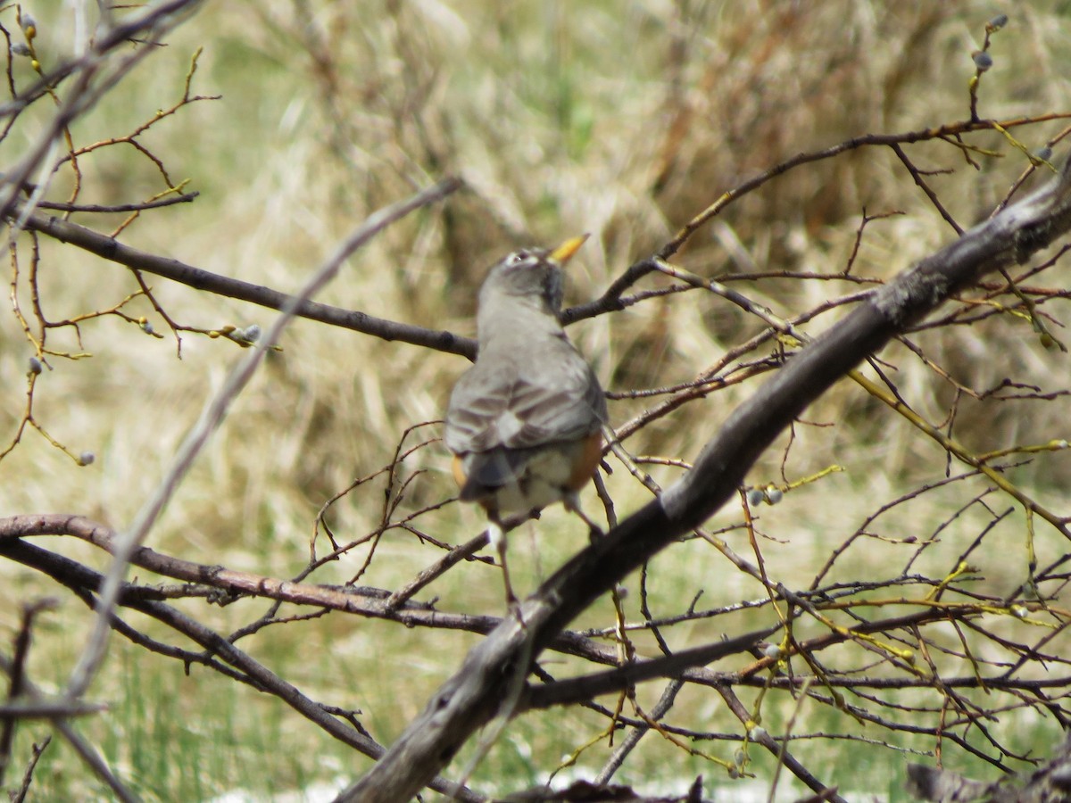 American Robin - ML99647411