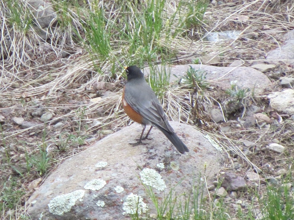 American Robin - BEN BAILEY