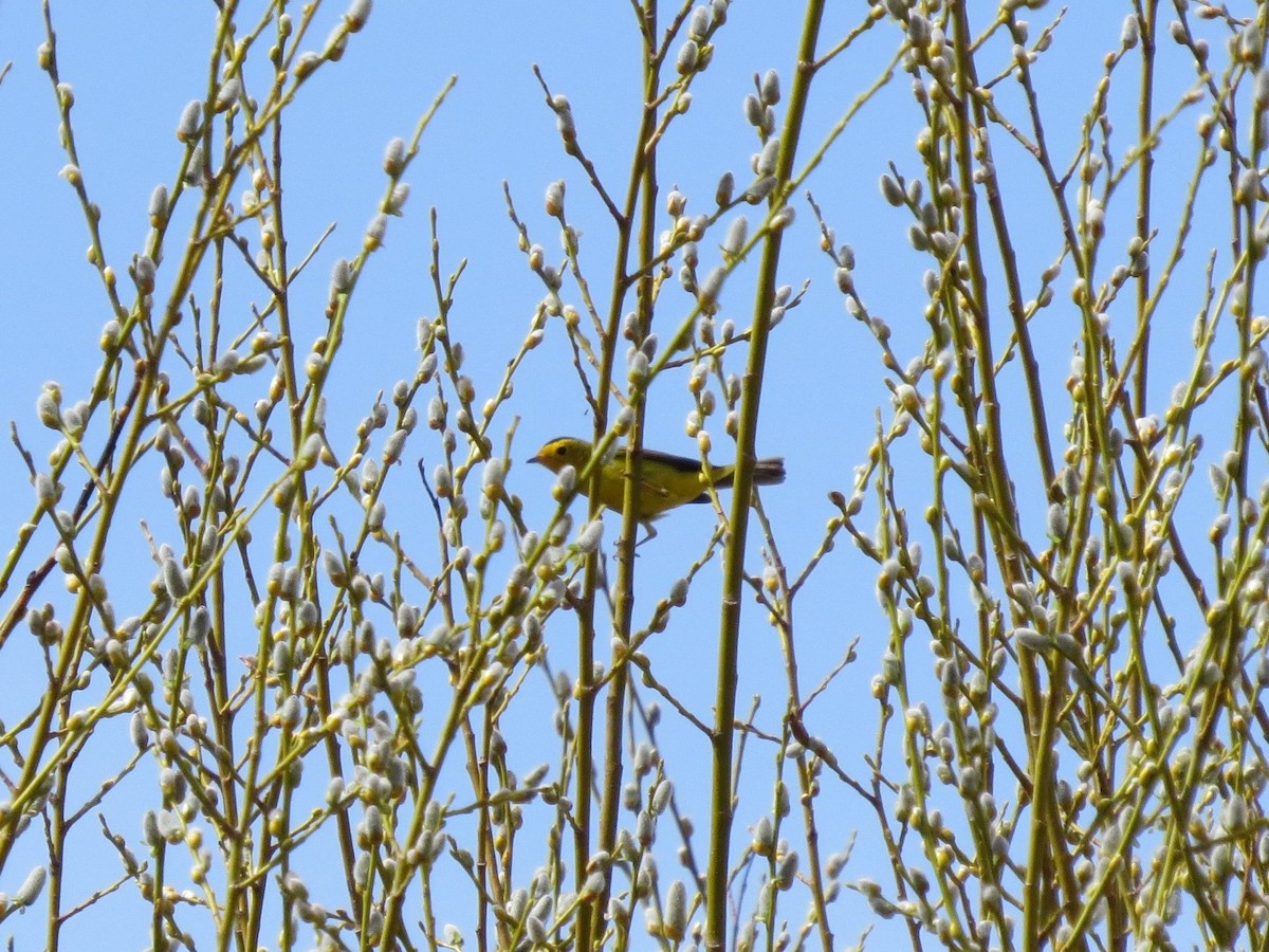 Wilson's Warbler - ML99647641