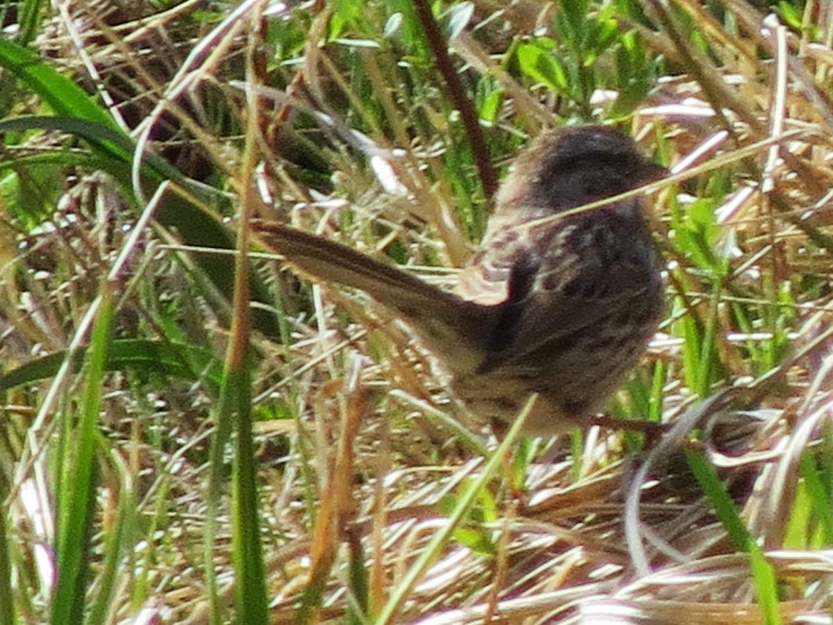 Lincoln's Sparrow - ML99648081