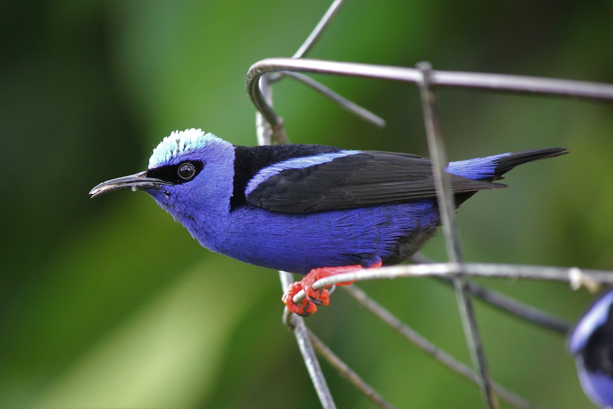 Red-legged Honeycreeper - Lucas Corneliussen