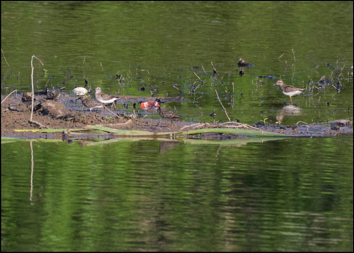 Pectoral Sandpiper - ML99648751