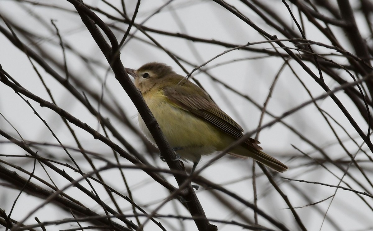 Vireo Gorjeador - ML99649461