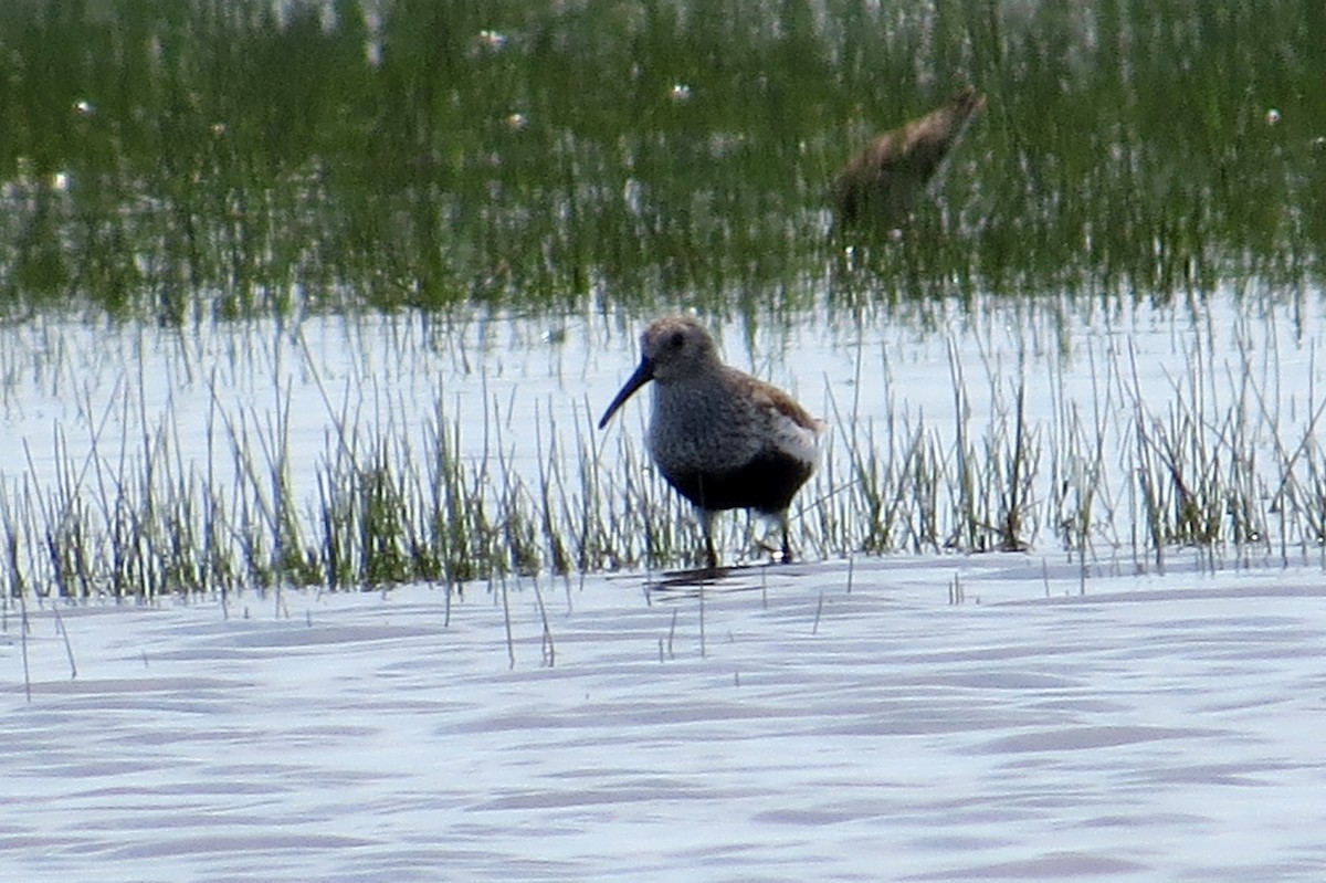 Alpenstrandläufer - ML99650141