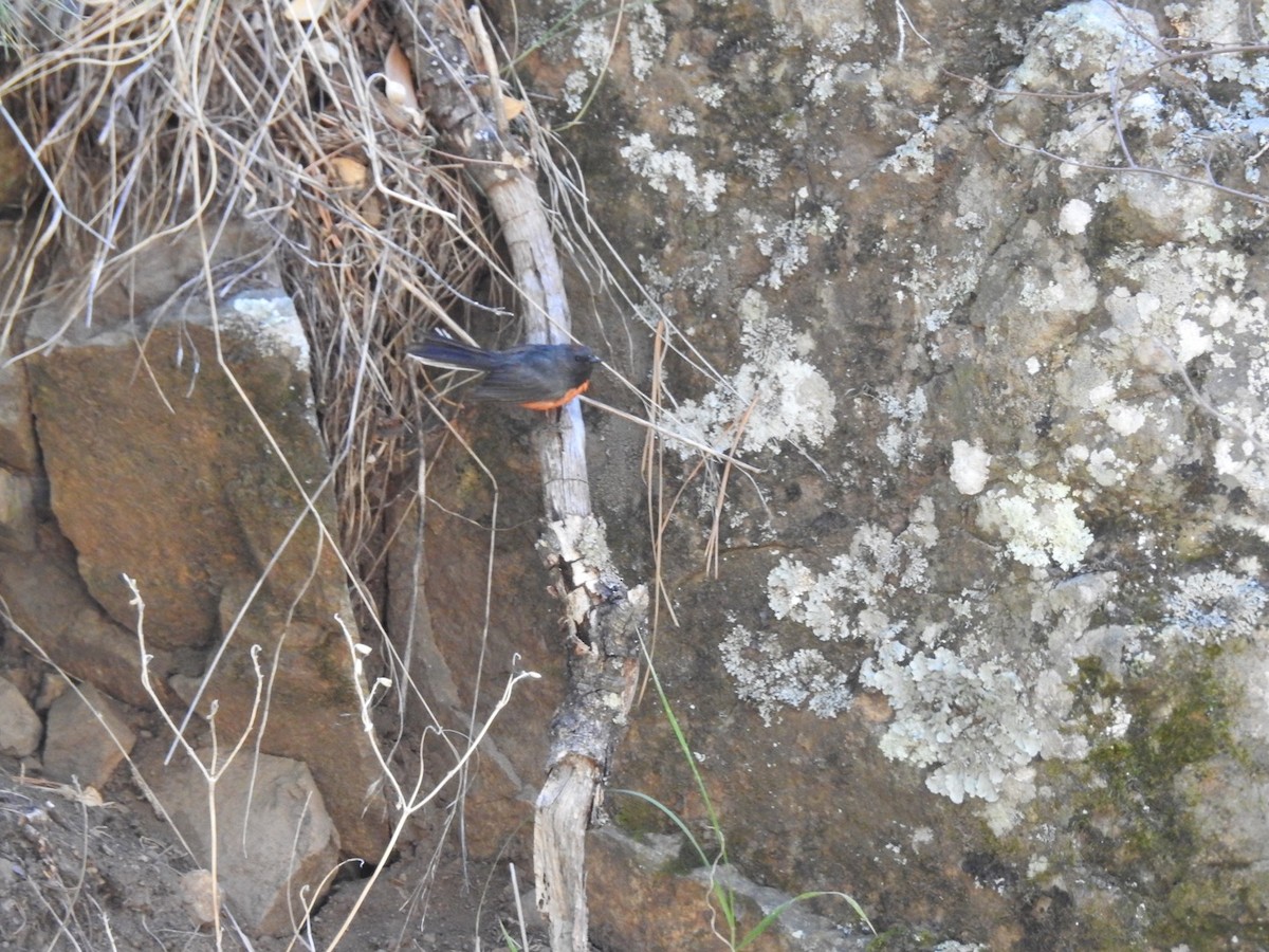 Slate-throated Redstart - ML99651191