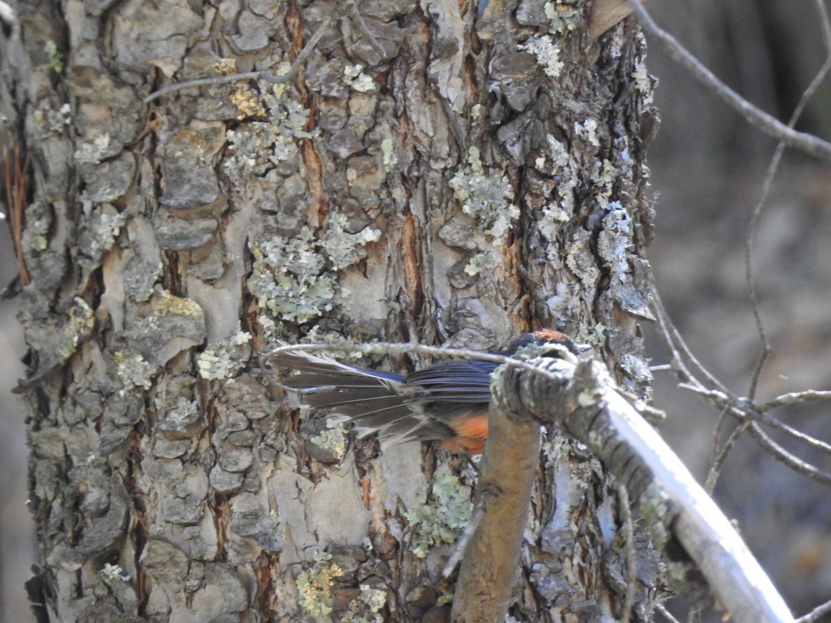 Slate-throated Redstart - ML99651201