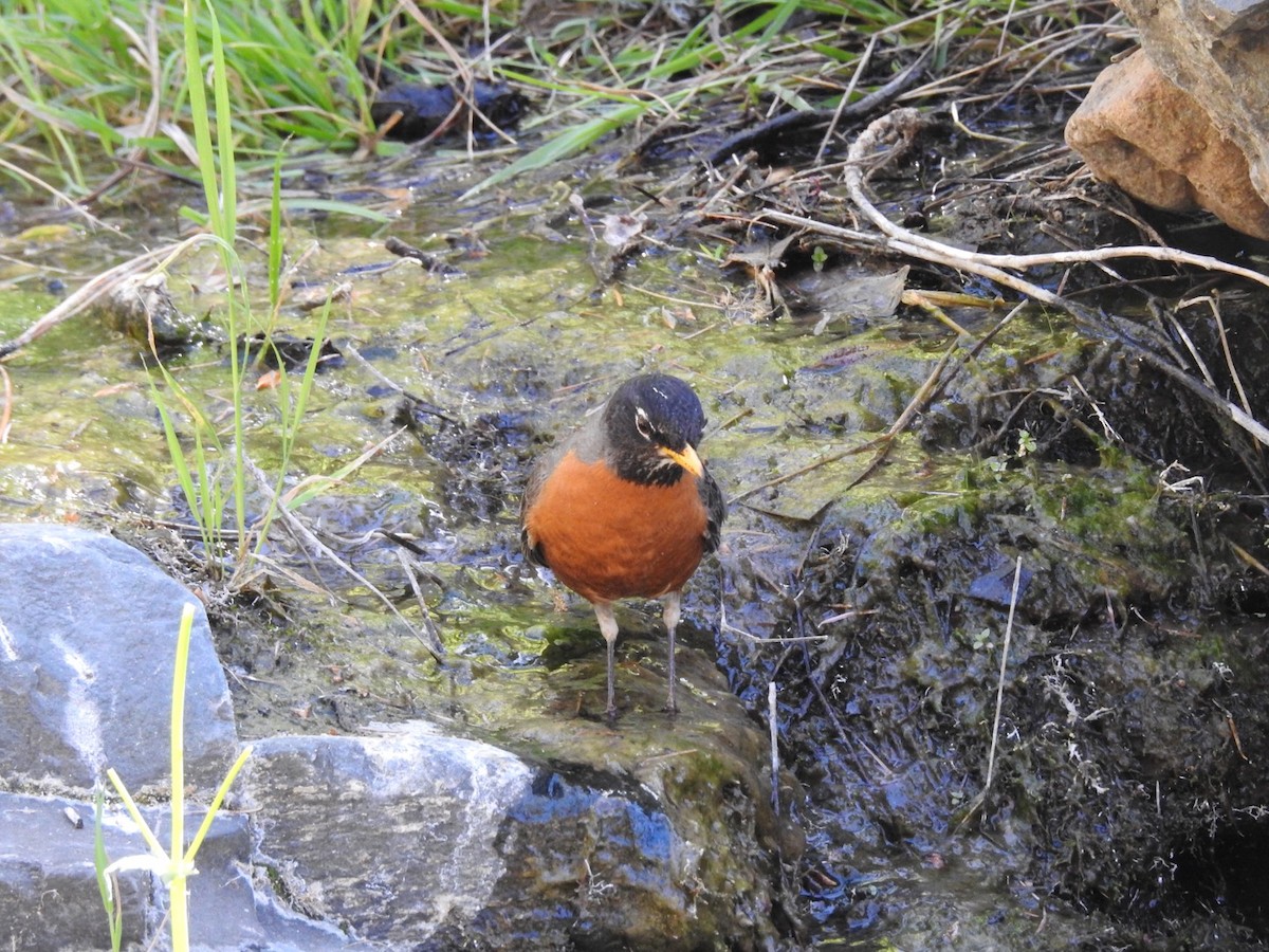 American Robin - ML99651401